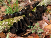 말미잘버섯 (Urnula craterium (Schw.) Fr.)