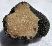 여름덩이버섯 (Tuber aestivum var. uncinatum (Chatin) Hall, Buch. & Cole > Tuber aestivum subsp. uncinatum (Chatin) Visher)