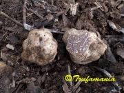 대리석덩이버섯 (Tuber borchii Vittad.)