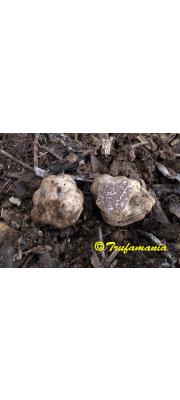 대리석덩이버섯 (Tuber borchii Vittad.)