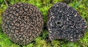 검은덩이버섯 (Tuber indicum Cooke & Massee)