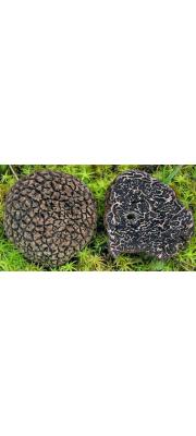 검은덩이버섯 (Tuber indicum Cooke &amp; Massee)