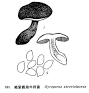 흑보라둘레그물버섯 (Gyroporus atroviolaceus (Höhn.) Gilb.)