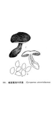 흑보라둘레그물버섯 (Gyroporus atroviolaceus (Höhn.) Gilb.)