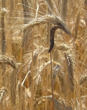 맥각균 (Claviceps  purpurea (Fr.) Tul.)