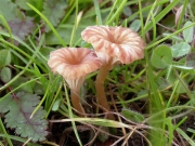 덮개솔밭버섯 (Omphalina Pyxidata (Bull.) Quél.)