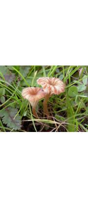 덮개솔밭버섯 (Omphalina Pyxidata (Bull.) Quél.)