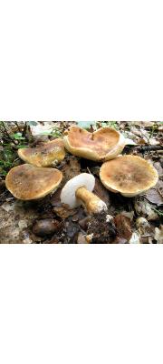 흰둘레그물버섯 (Gyroporus castaneus (Bull.) Quél.)