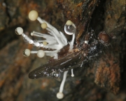 유충봉오리동충하초 (Polycephalomyces ramosus (Peck) Mains)