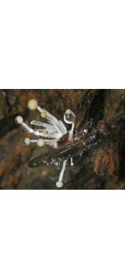 유충봉오리동충하초 (Polycephalomyces ramosus (Peck) Mains)