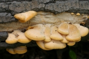귀느타리 (Phyllotopsis nidulans (Pers.) Sing.)