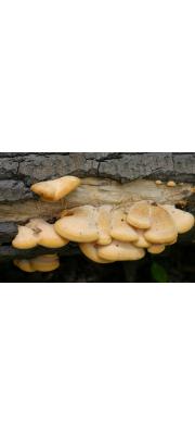 귀느타리 (Phyllotopsis nidulans (Pers.) Sing.)