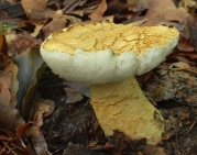 둘레그물버섯(남빛둘레그물버섯) (Gyroporus cyanescens (Bull.) Quél.)
