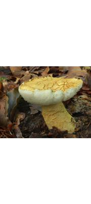둘레그물버섯(남빛둘레그물버섯) (Gyroporus cyanescens (Bull.) Quél.)