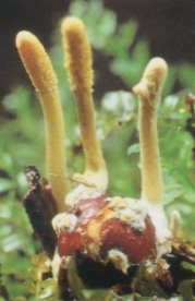 청가시동충하초(청가시종자동충하초) (Shimizuomyces paradoxa Kobay)