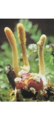 청가시동충하초(청가시종자동충하초) (Shimizuomyces paradoxa Kobay)