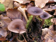 헛깔때기버섯 (Pseudoclitocybe cyathiformis (Bull.) Sing.)