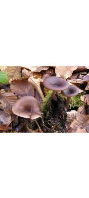 헛깔때기버섯 (Pseudoclitocybe cyathiformis (Bull.) Sing.)