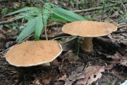 큰둘레그물버섯 (Gyroporus longicystidiatus Nagas. & Hongo)