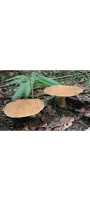 큰둘레그물버섯 (Gyroporus longicystidiatus Nagas. &amp; Hongo)