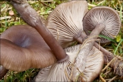 바랜헛깔때기버섯 (Pseudoclitocybe cexpallens (Pers.) M.M. Moser)