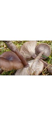 바랜헛깔때기버섯 (Pseudoclitocybe cexpallens (Pers.) M.M. Moser)