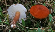 자주둘레그물버섯 (Gyroporus prupurinus (Snell) Sing.)