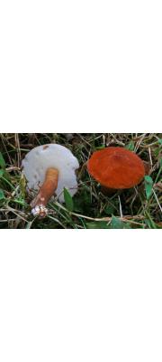 자주둘레그물버섯 (Gyroporus prupurinus (Snell) Sing.)