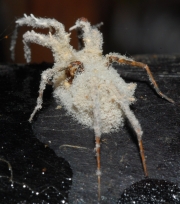 백강균 (Beauveria bassiana (Balas.) Vuill.)
