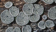 꽃무늬애버섯 (Resupinatus applicatus (Batsch.) Gray)