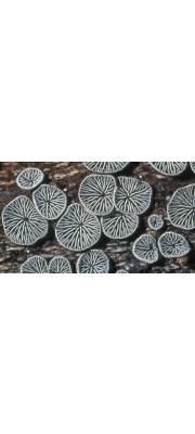 꽃무늬애버섯 (Resupinatus applicatus (Batsch.) Gray)
