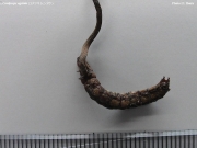 검은점박이동충하초 (Cordyceps agriota Kawam.)