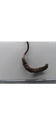 검은점박이동충하초 (Cordyceps agriota Kawam.)