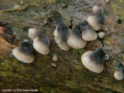 쥐털꽃무늬애버섯 (Resupinatus trichotis (Pers.) Sing.)