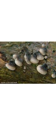 쥐털꽃무늬애버섯 (Resupinatus trichotis (Pers.) Sing.)