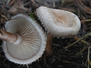 탈버섯 (Ripartites tricholoma (Alb. & Schwein.) P. Karst.)