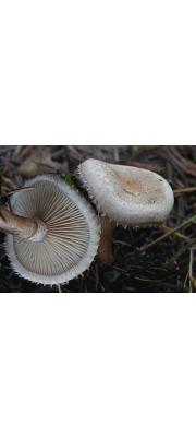 탈버섯 (Ripartites tricholoma (Alb. &amp; Schwein.) P. Karst.)