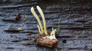 번데기다발동충하초(번데기황색다발동충하초) (Cordyceps bifusispora Erikss.)