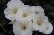 나팔깔때기버섯 (Singerocybe alboinfundibuliformis Seok et al.  > Clitocybe trogioides var. odorifera Har. Takahh.)