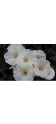 나팔깔때기버섯 (Singerocybe alboinfundibuliformis Seok et al.  > Clitocybe trogioides var. odorifera Har. Takahh.)