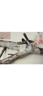 리본단지고약버섯 (Sistotrema diademiferum (Bourd. &amp; Galz.) Donk)