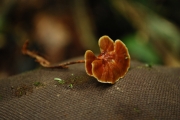 민불로초(흑구멍장이버섯) (Amauroderma schomburgkii (Mont. & Berk.) Torr.  > Polyporus semiclausus Berk. > Ganoderma schomburgkii (Mont. &Berk.) Pat.)