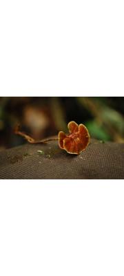민불로초(흑구멍장이버섯) (Amauroderma schomburgkii (Mont. &amp; Berk.) Torr.  > Polyporus semiclausus Berk. > Ganoderma schomburgkii (Mont. &amp;Berk.) Pat.)