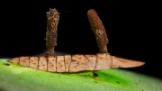 깍지벌레동충하초(쐐기나방동충하초) (Cordyceps coccidiicola Kobay.)