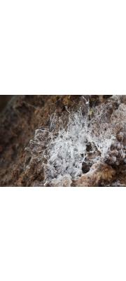 회색단지고약버섯(회색천버섯) (Sistotrema octosporum (J. Schröt ex Höhn. &amp; Litsch.) Hallen)