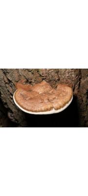 잔나비불로초(잔나비걸상) (Ganoderma applanatum (Pers.) Pat.)