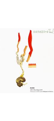 빨간머리동충하초 (Cordyceps coccidiocapitata Kobay. &amp; Shim.)