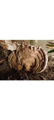 풍선불로초 (Ganoderma gibbosum (Blume &amp; Nees) Pat.)