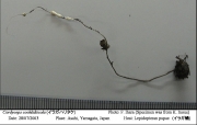 가지점박이동충하초 (Cordyceps cochlidiicola Kobay. & Shim.)