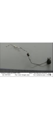 가지점박이동충하초 (Cordyceps cochlidiicola Kobay. &amp; Shim.)